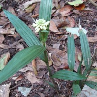 <i>Tropidia bambusifolia</i>  (Thwaites) Trimen